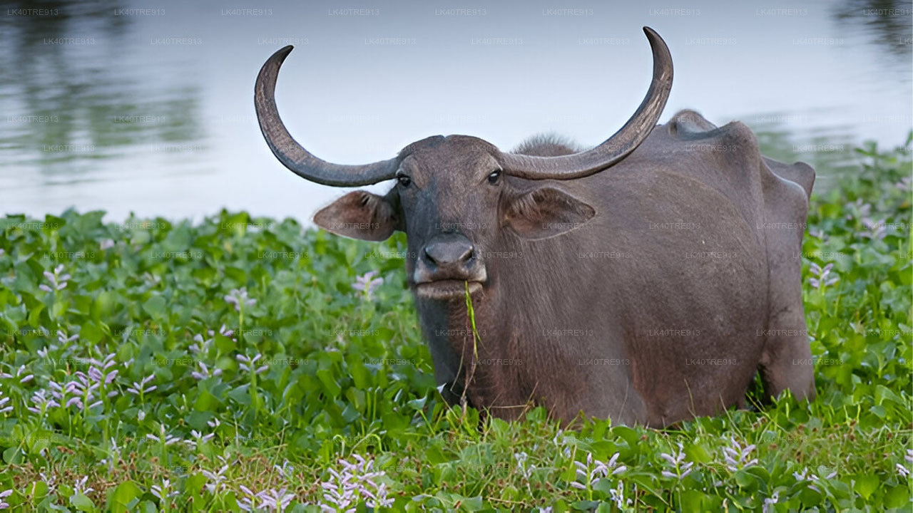 Частный тур из Сигирии в Канди с сафари Васгамува