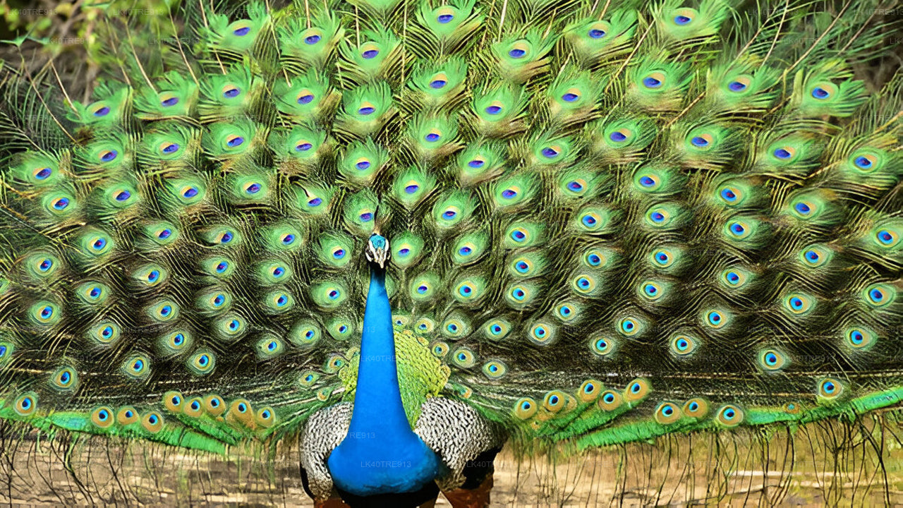 Частный тур из Сигирии в Канди с сафари Васгамува