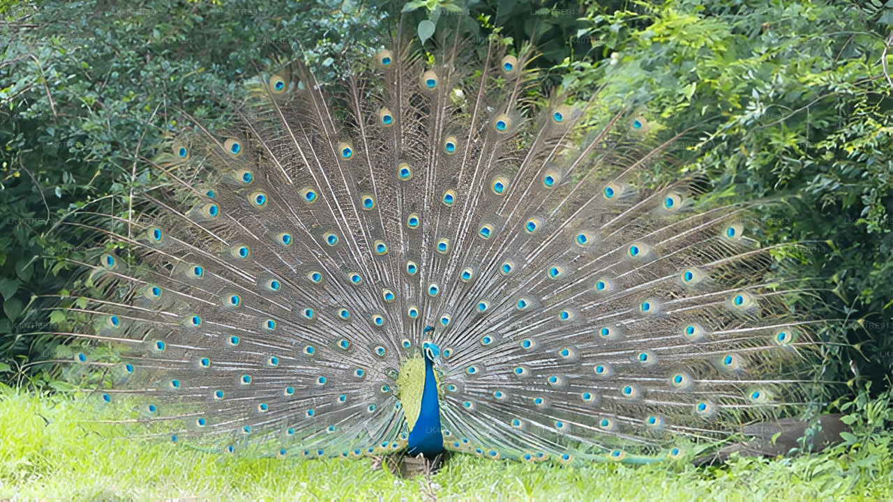 Частный тур из Сигирии в Канди с сафари Васгамува
