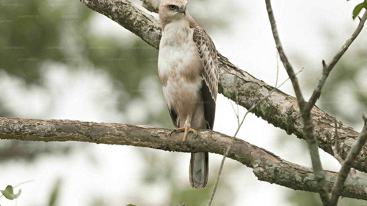 Частный тур из Сигирии в Канди с сафари Васгамува