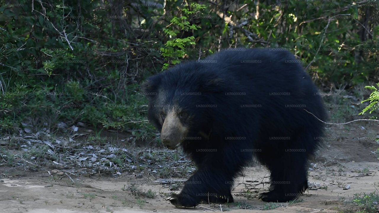 Частный тур из Хирикетии в Эллу с Яла Сафари