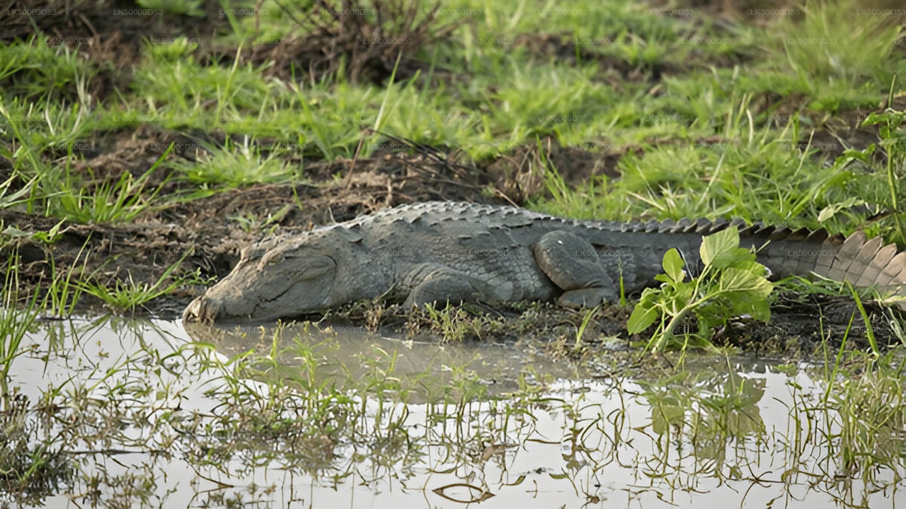Частный тур из Хирикетии в Эллу с Яла Сафари