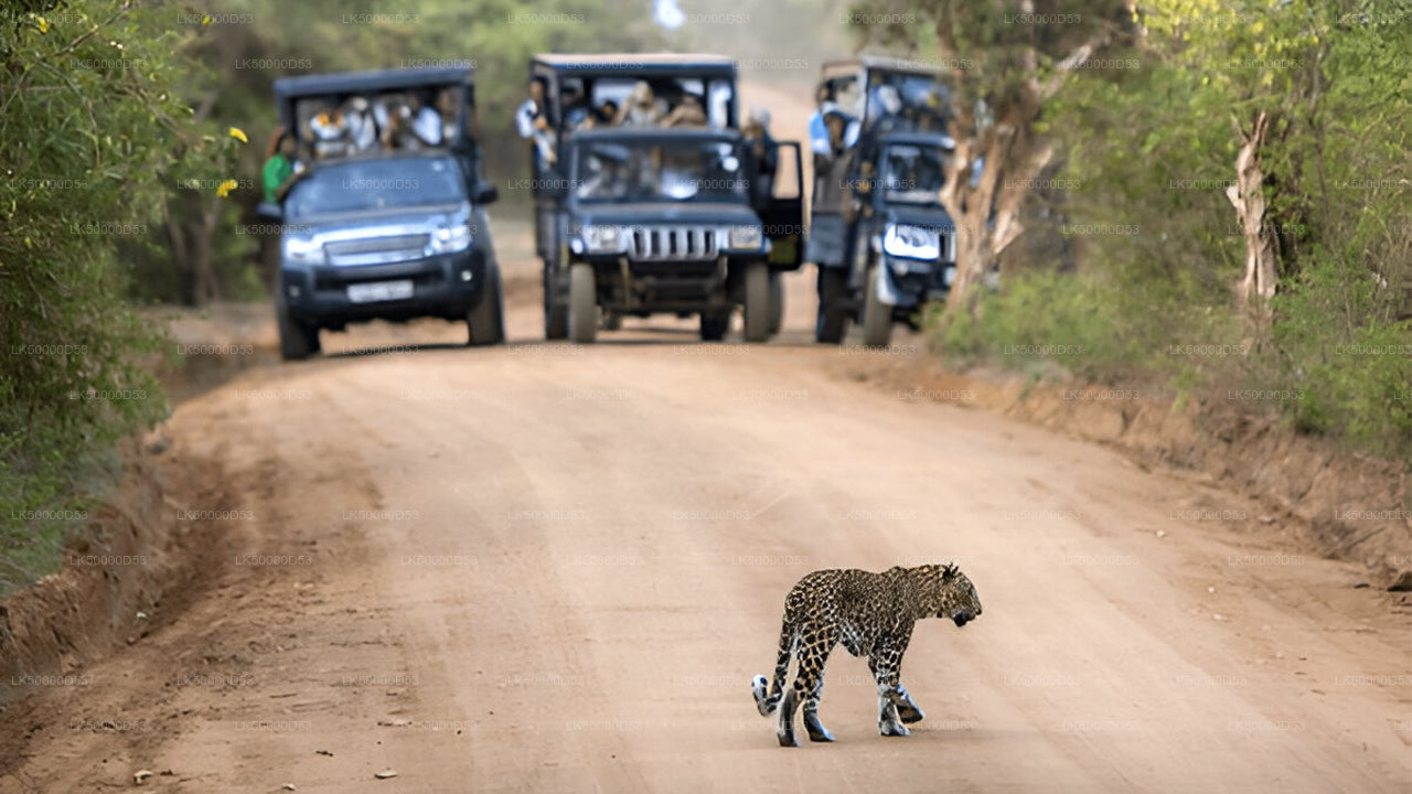 Частный тур из Хирикетии в Эллу с Яла Сафари