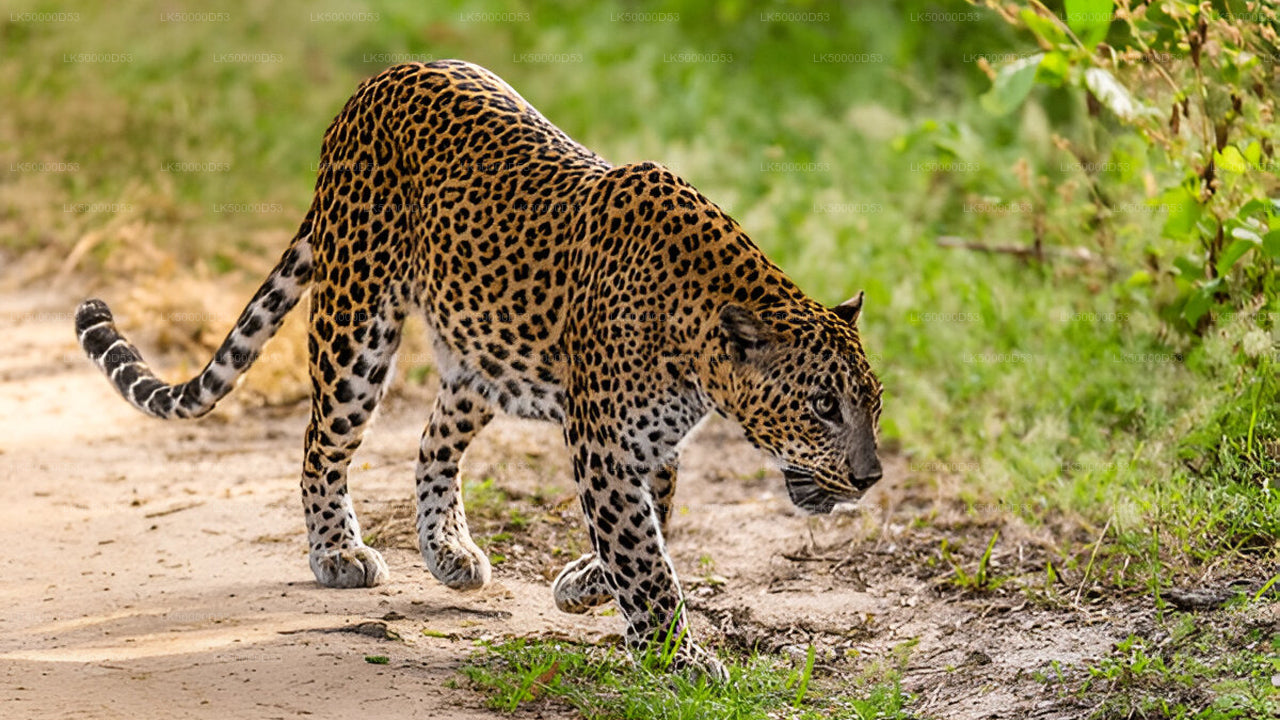 Частный тур из Хирикетии в Эллу с Яла Сафари