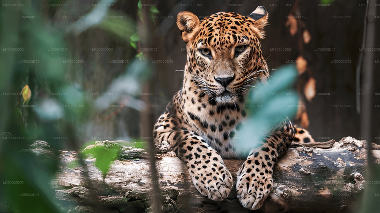 A leopard resting on a tree branch in a forest setting.