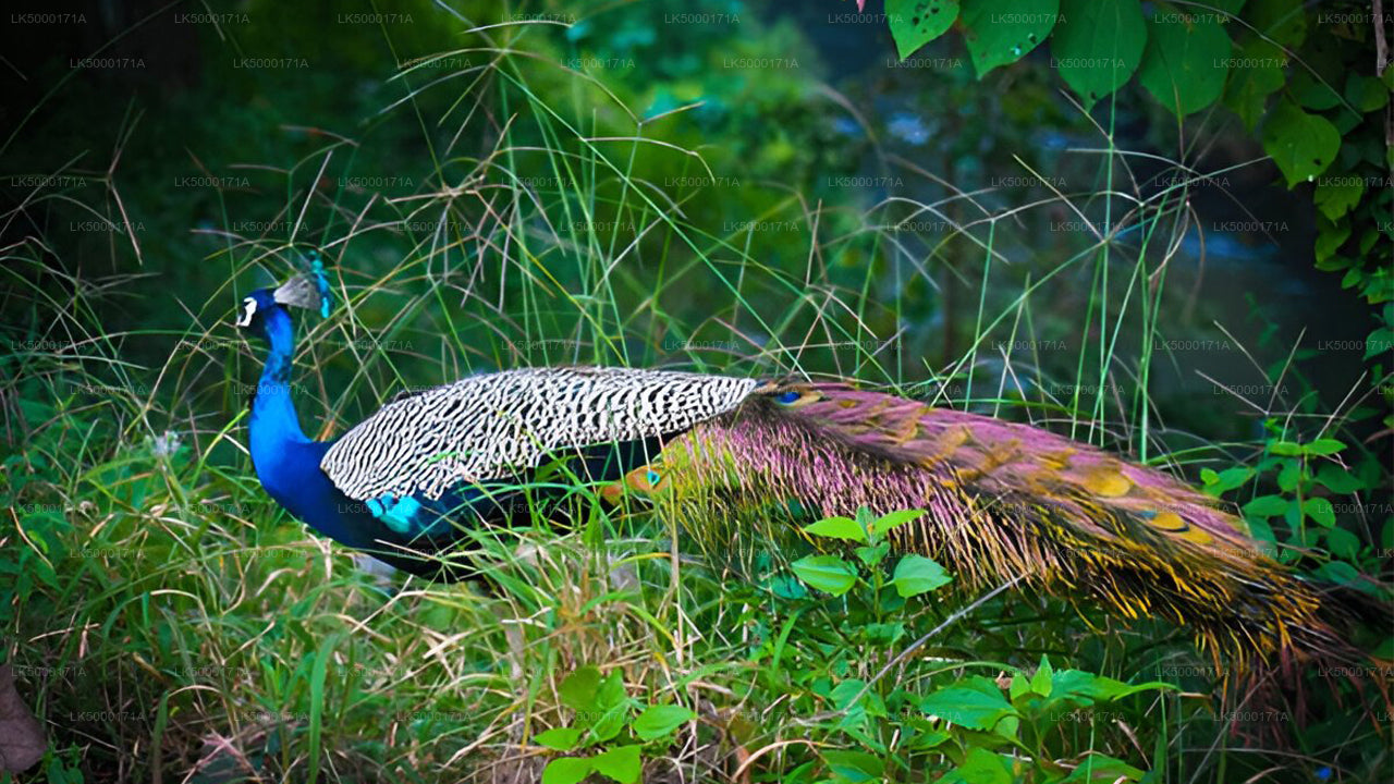 Частное сафари в национальном парке Удавалаве