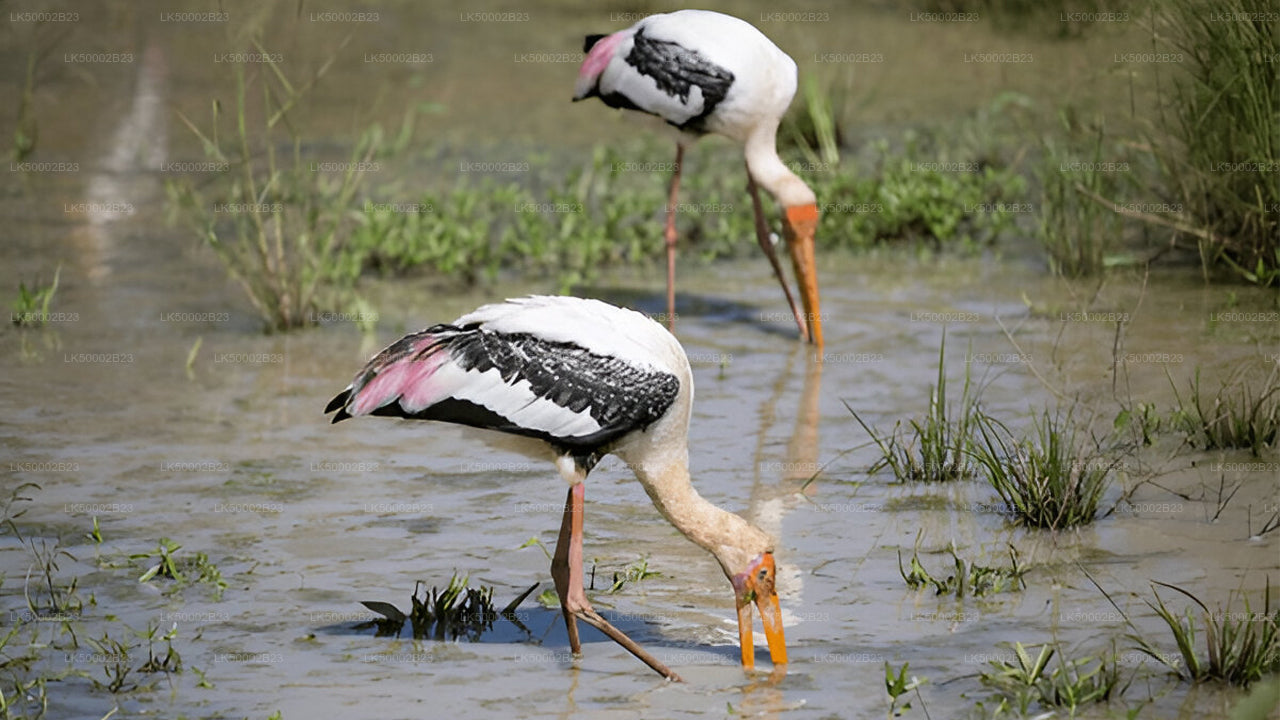 Private Tour from Polonnaruwa to Kandy with Wasgamuwa Safari