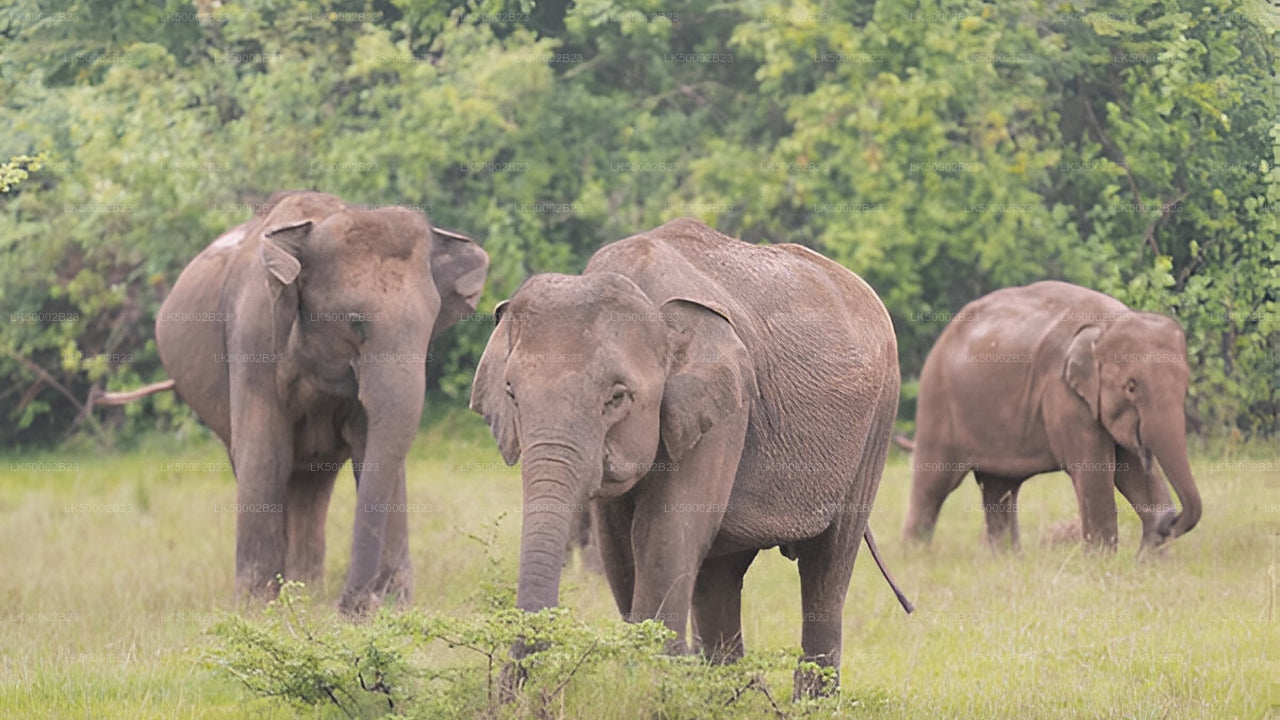 Private Tour from Polonnaruwa to Kandy with Wasgamuwa Safari