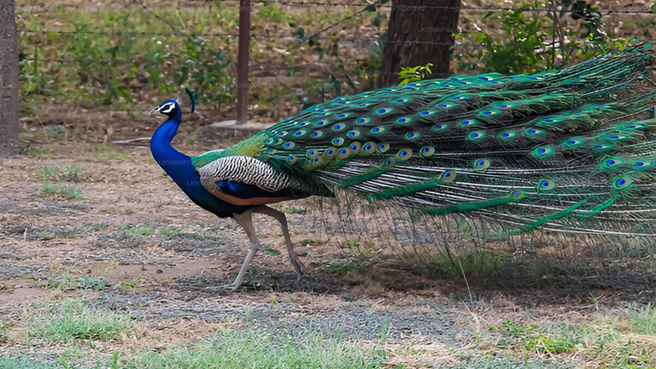 Private Tour from Tangalle to Ella with Udawalawe Safari