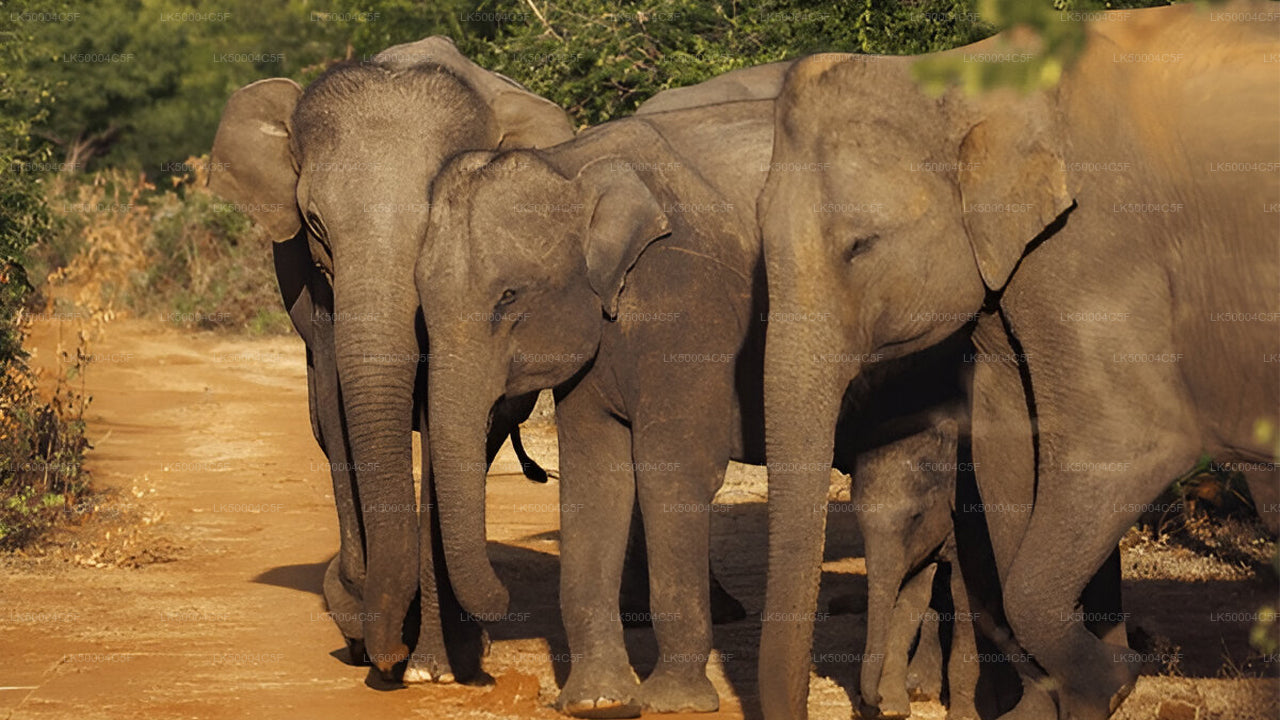 Частный тур из Эллы в Велигаму с Udawalawe Safari