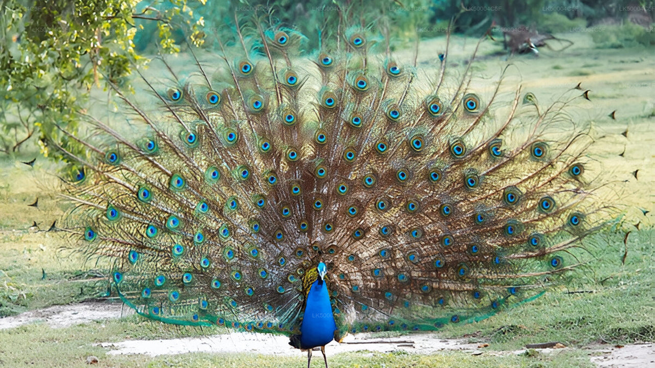 Частный тур из Эллы в Велигаму с Udawalawe Safari