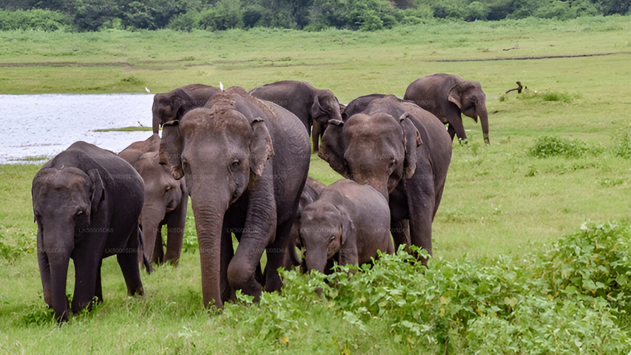 Частный тур из Хирикетии в Эллу с Удавалаве Сафари
