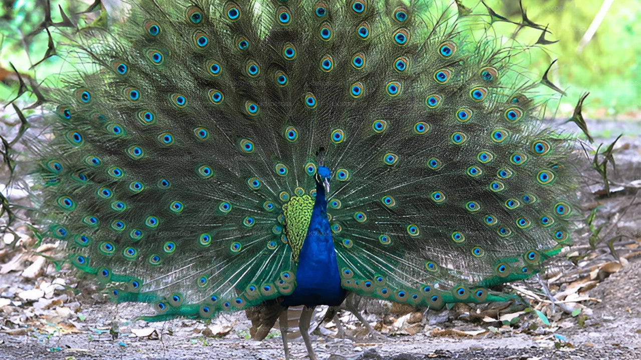 Частный тур из Хирикетии в Эллу с Удавалаве Сафари