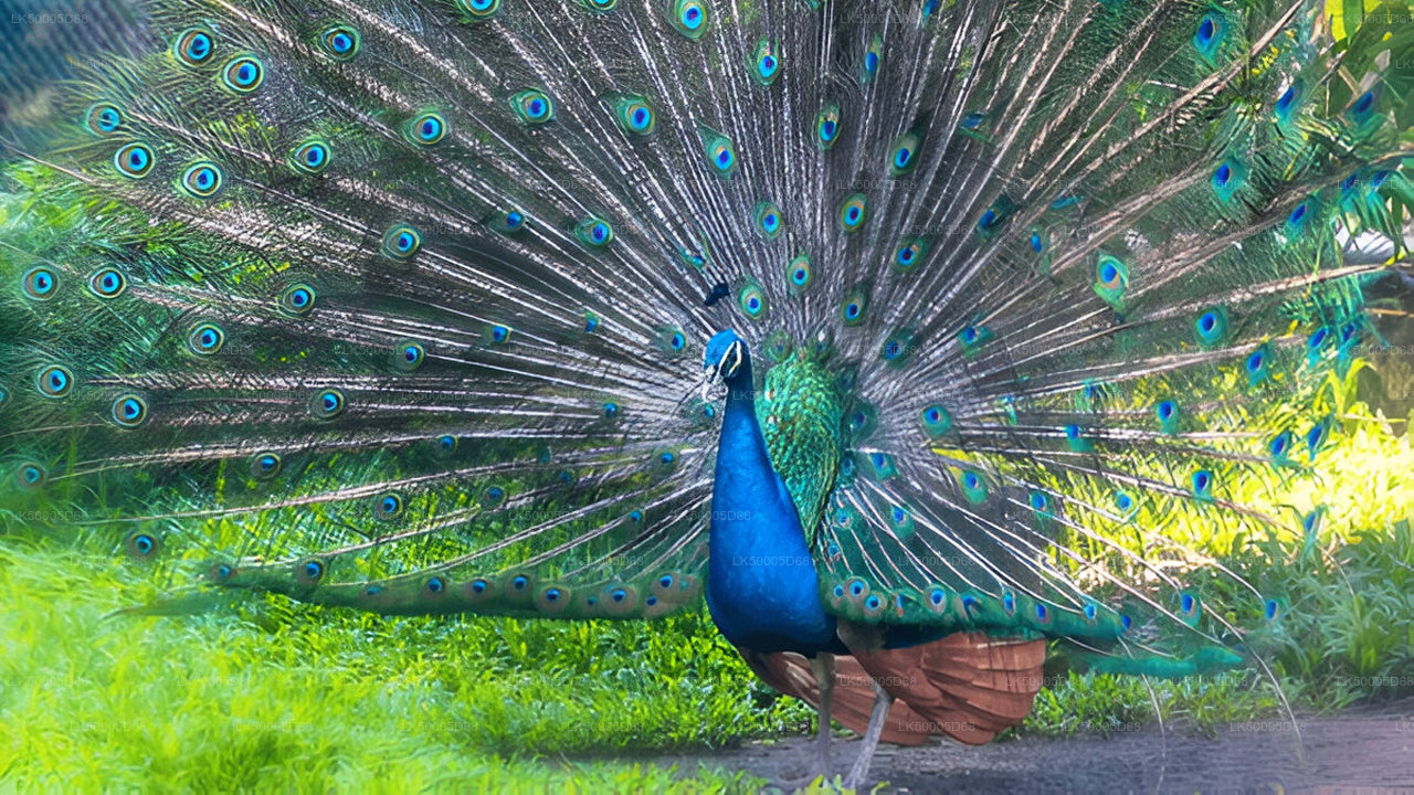 Частный тур из Хирикетии в Эллу с Удавалаве Сафари