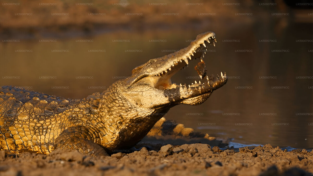 Частный тур из Эллы в Тангалле с Яла Сафари