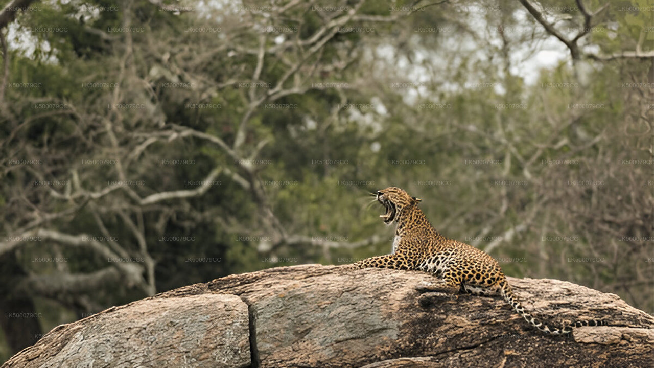 Частный тур из Эллы в Тангалле с Яла Сафари