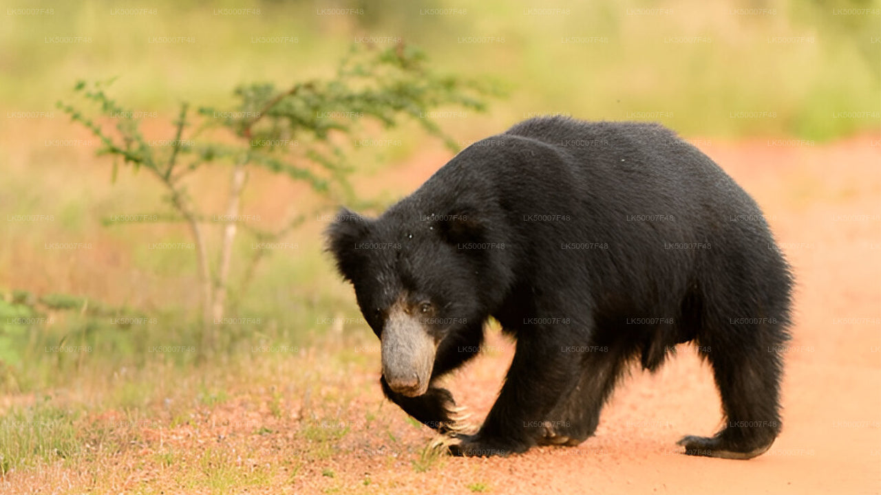 Private Tour from Mirissa to Ella with Yala Safari