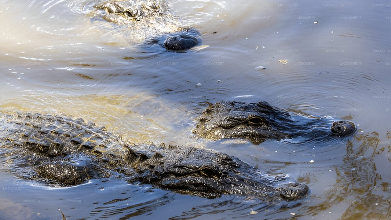 Сафари в национальном парке Удавалаве из Мирисы