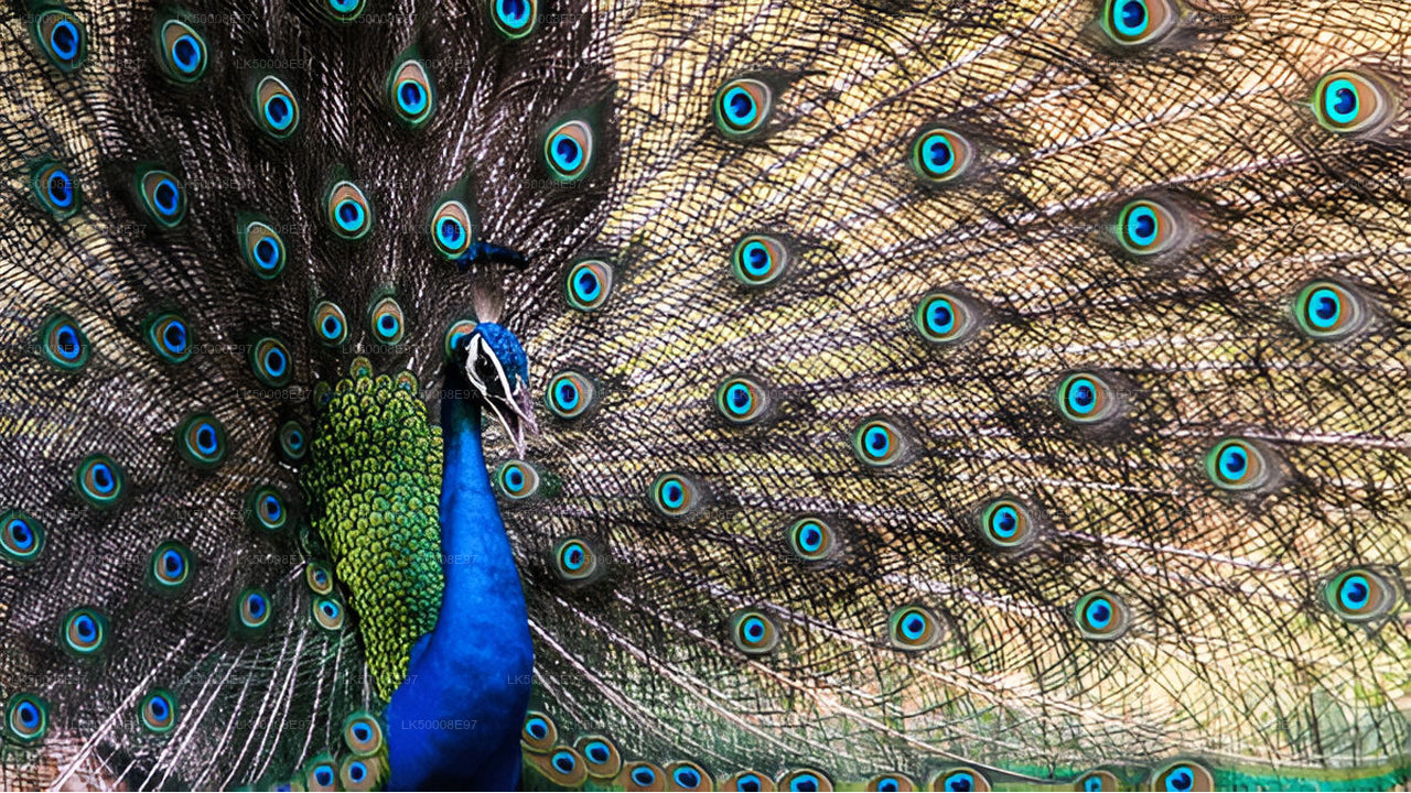 Сафари в национальном парке Удавалаве из Мирисы