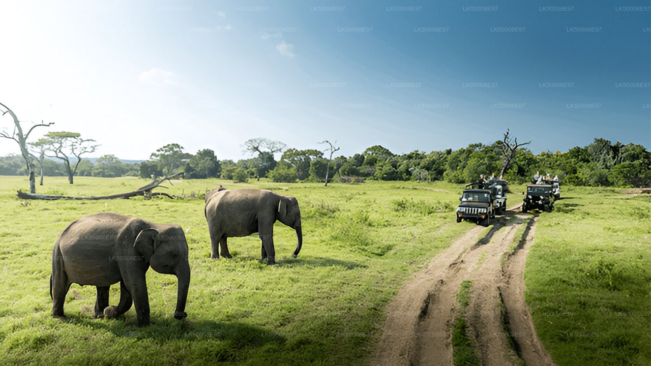 A safari vehicle driving on a dirt road with two elephants in the foreground in a grassy field.