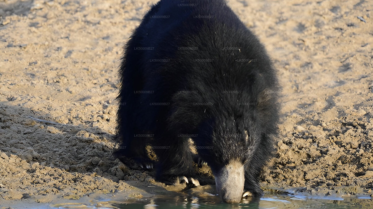 Частный тур из Велигамы в Эллу с Yala Safari