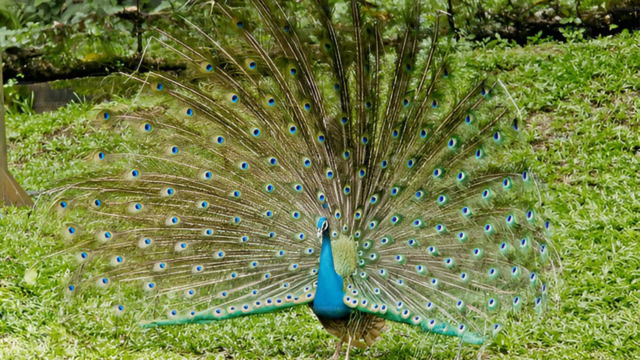 Входной билет в национальный парк Удавалаве