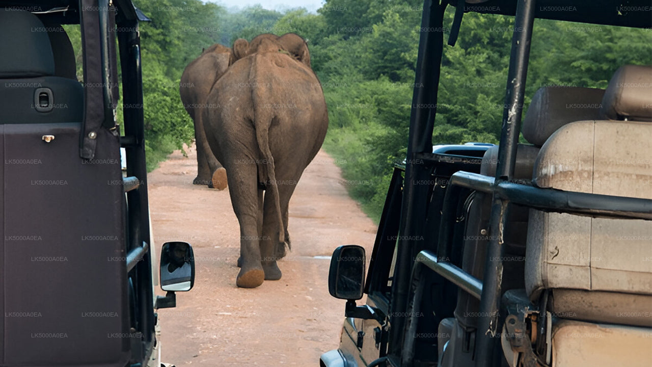 Private Tour from Nuwara Eliya to Tangalle with Udawalawe Safari