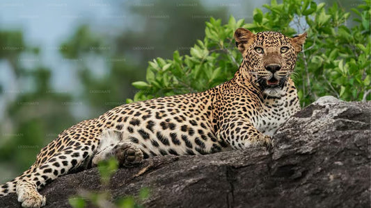 Индивидуальное сафари в национальном парке Вилпатту