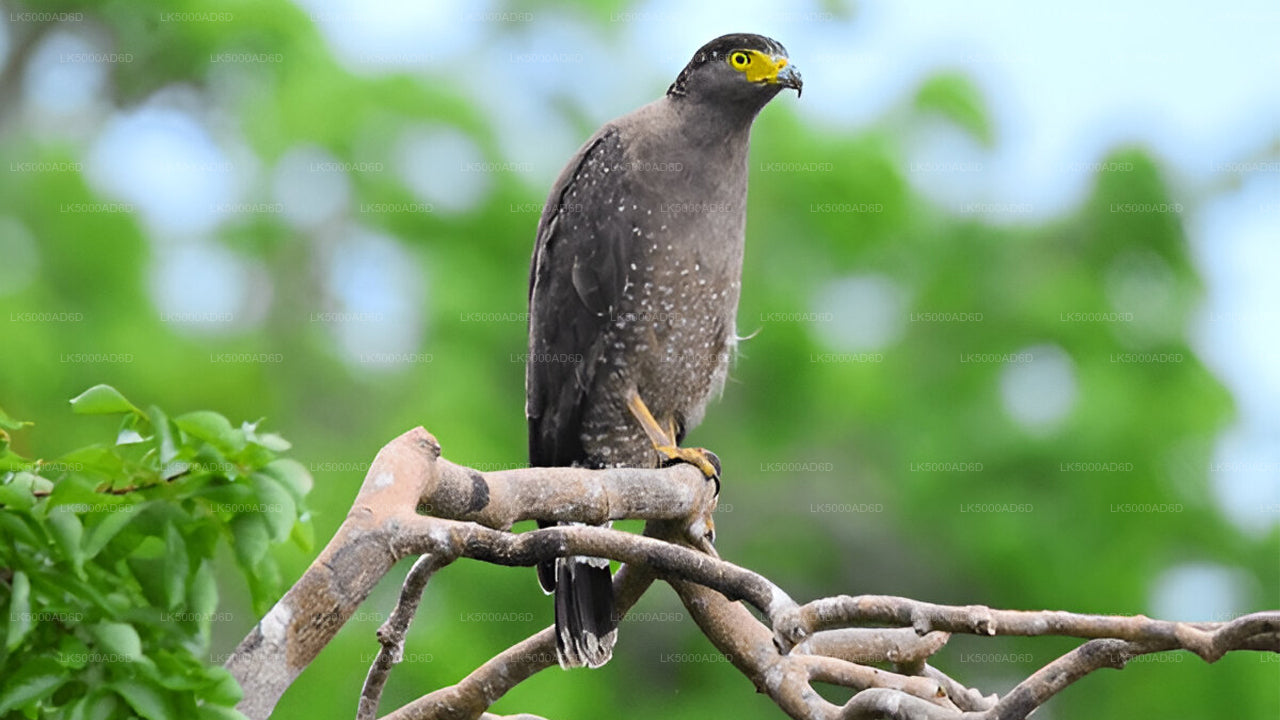 Частный тур из Галле в Эллу с Яла Сафари