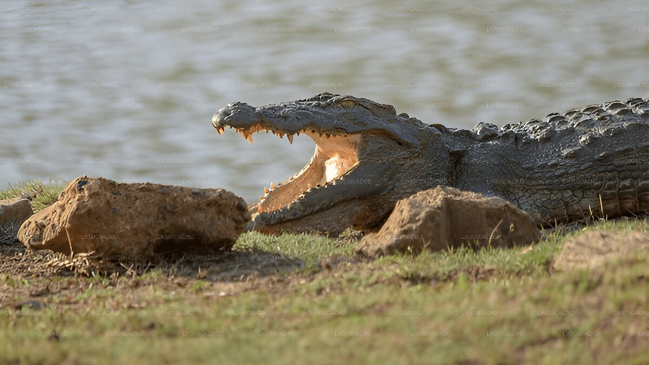 Частный тур из Галле в Эллу с Яла Сафари