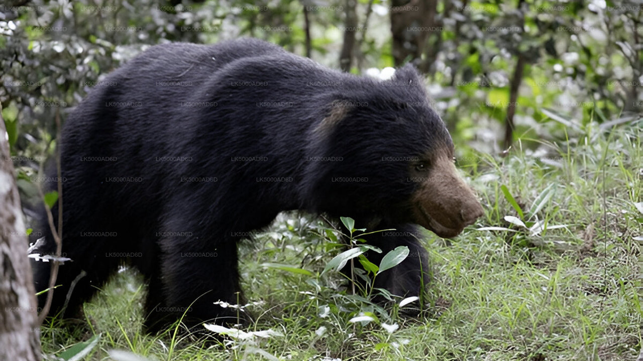 Частный тур из Галле в Эллу с Яла Сафари