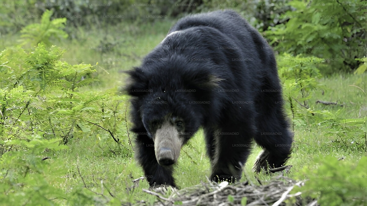 Частный тур из Галле в Эллу с Яла Сафари