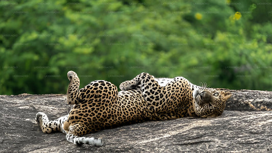 A leopard resting on a rock in Yala National Park.