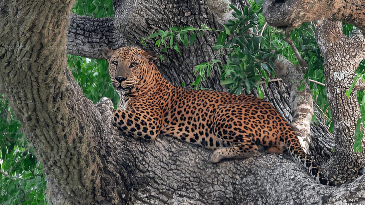 Частный тур из Галле в Эллу с Яла Сафари