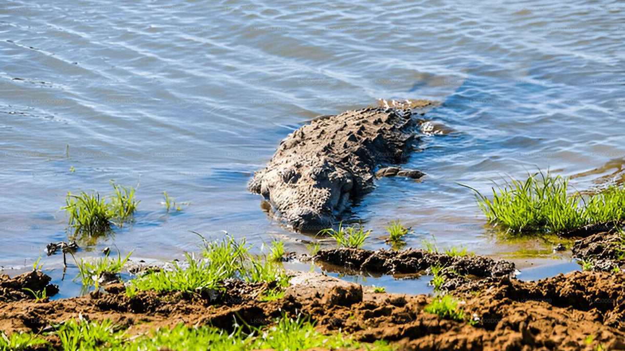 Частный тур из Галле в Эллу с сафари в Удавалаве