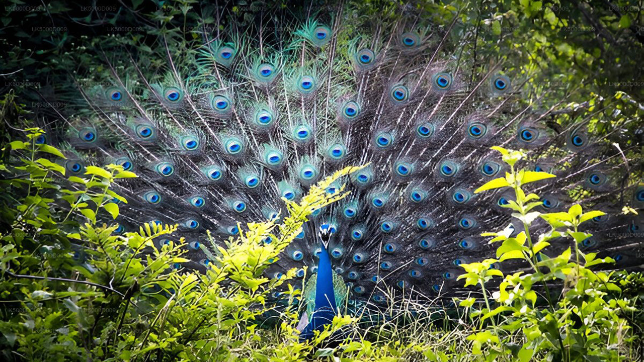 Частный тур из Галле в Эллу с сафари в Удавалаве