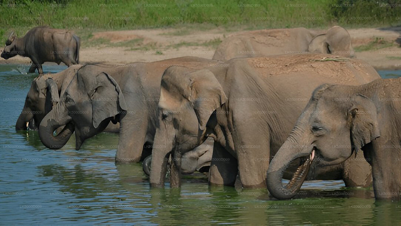 Частный тур из Галле в Эллу с сафари в Удавалаве