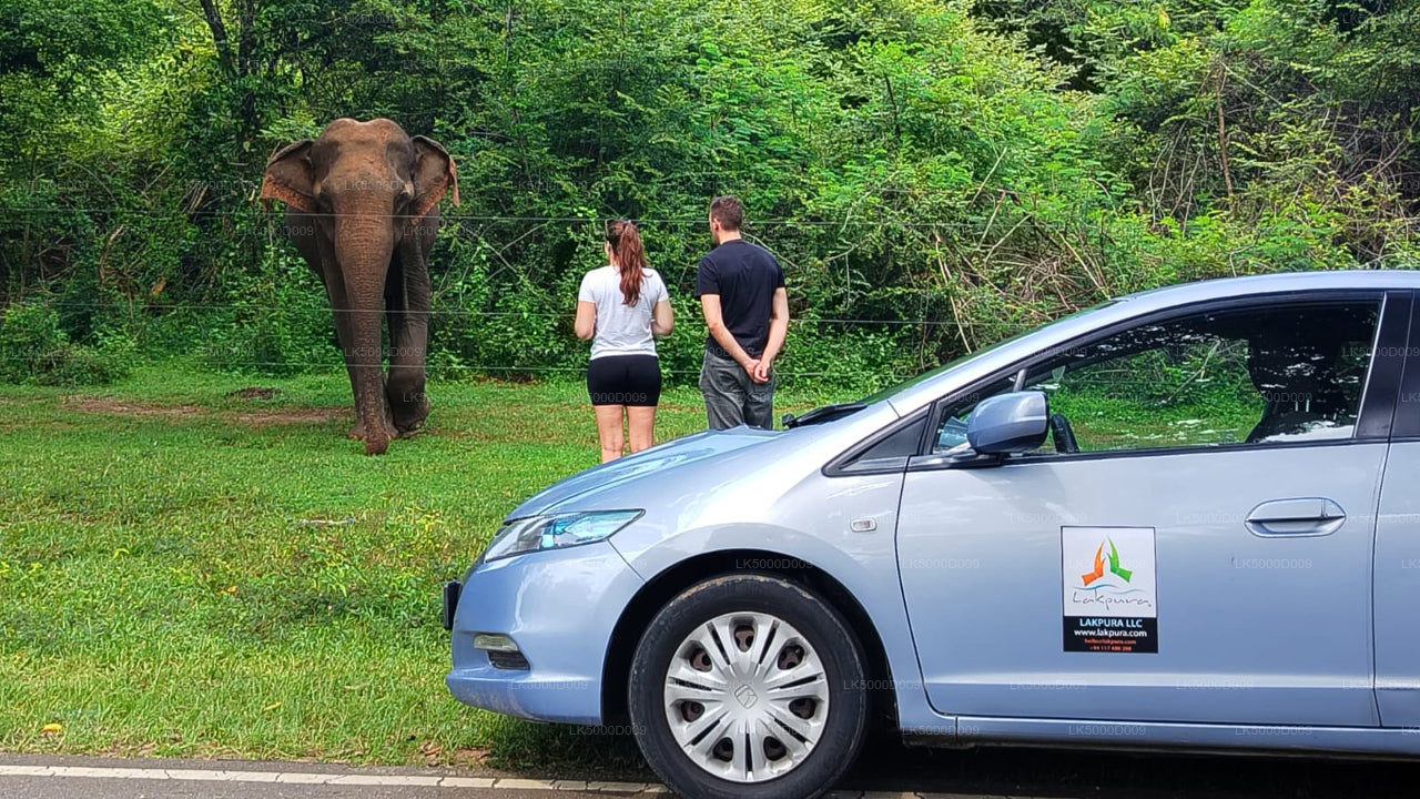 Частный тур из Галле в Эллу с сафари в Удавалаве
