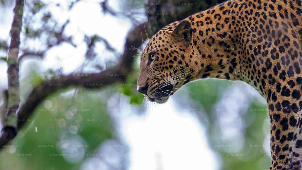 Частный тур из Эллы в Хирикетию с Яла Сафари