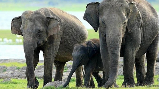 Сафари в национальном парке Миннерия из Сигирии