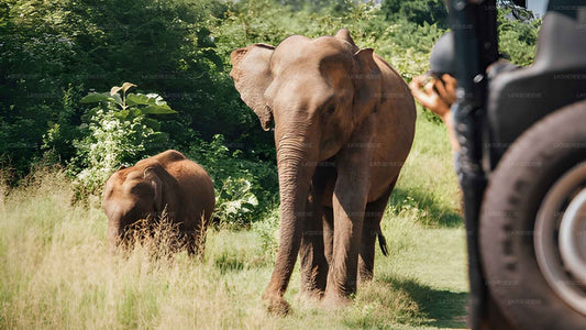 Частное сафари в экопарке Хурулу