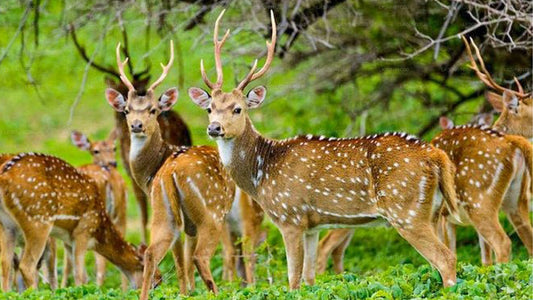 Частное сафари в национальном парке Мадуру Оя с натуралистом