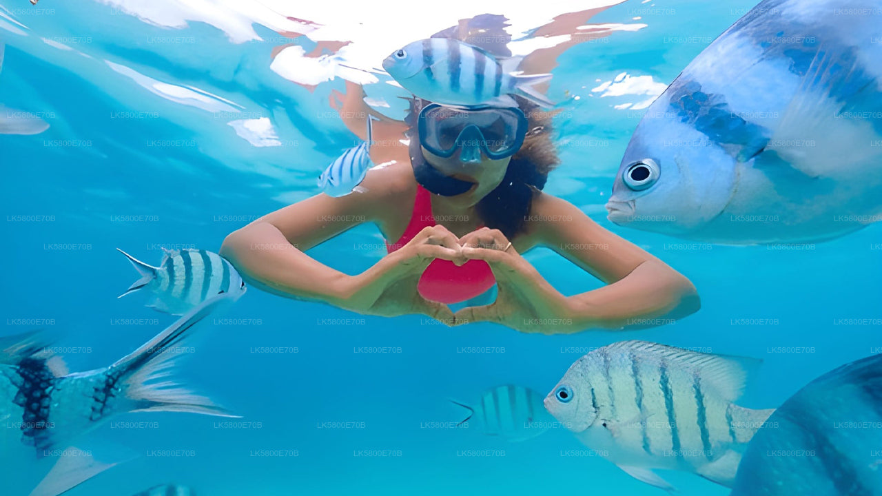 Плавание с маской и трубкой рядом с морскими черепахами у острова Пиджен.