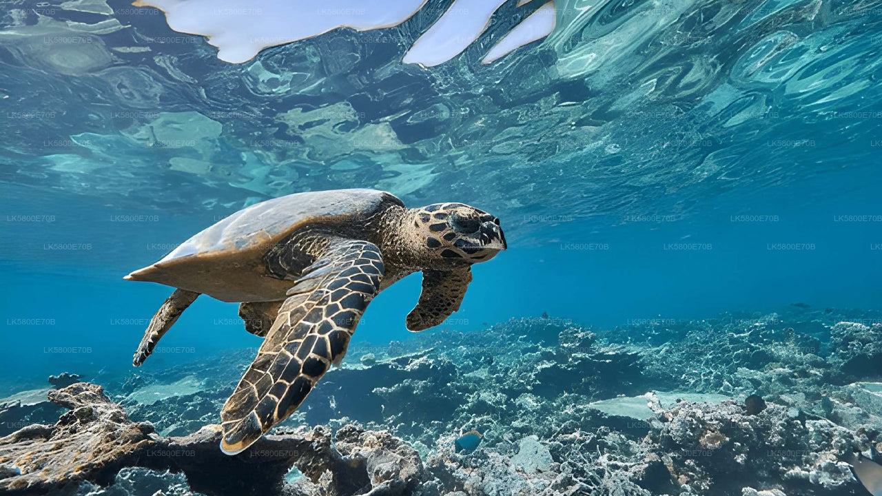 Плавание с маской и трубкой рядом с морскими черепахами у острова Пиджен.