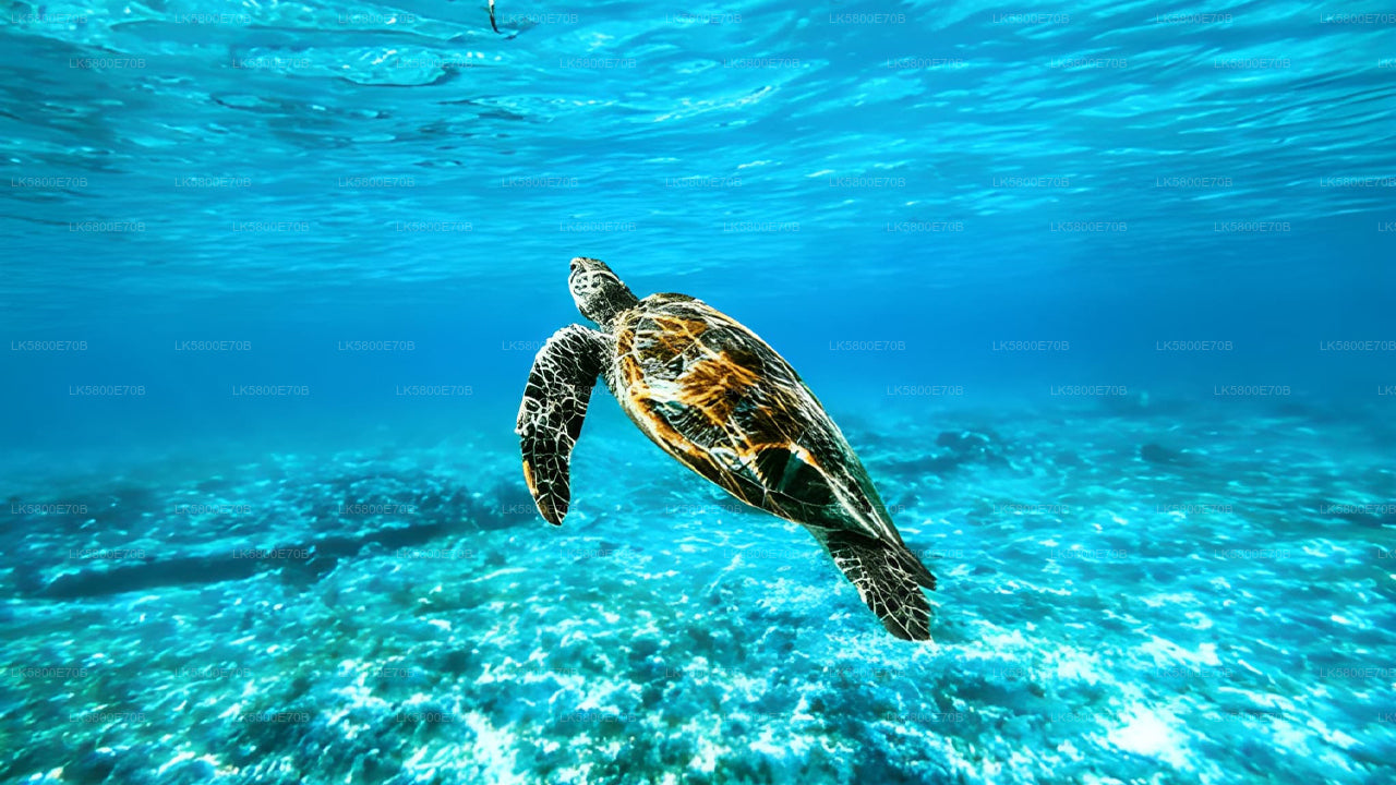 Плавание с маской и трубкой рядом с морскими черепахами у острова Пиджен.