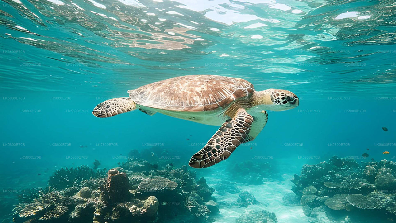 Плавание с маской и трубкой рядом с морскими черепахами у острова Пиджен.
