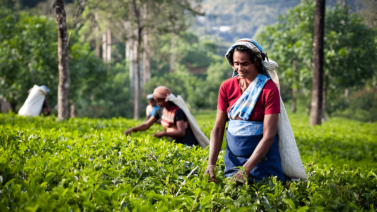 Farmers working in a tea plantation with greenery and mountains in the background