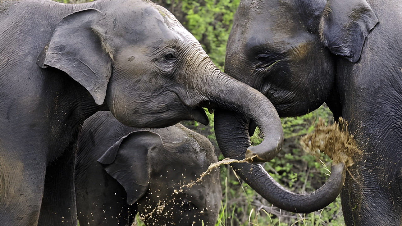Sigiriya Wonders: Ancient Fortress, Ayurveda & Wild Encounters from Habarana