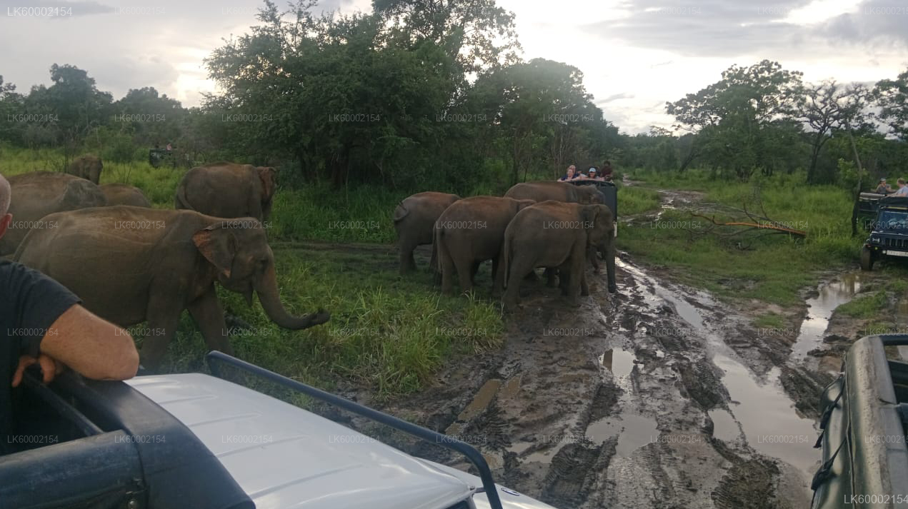 Polonnaruwa Heritage and Hurulu Eco Park Safari from Trincomalee