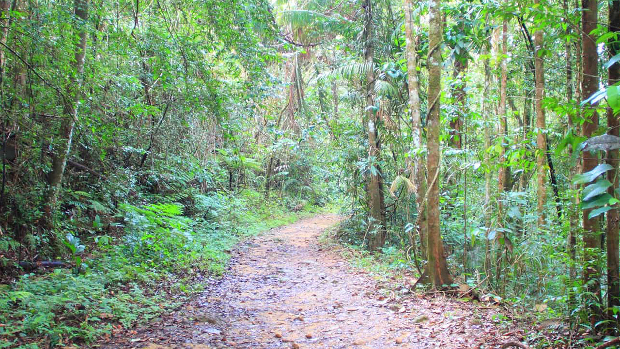 Sinharaja Rainforest Guided tour from Galle